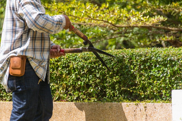 Garden Maintenance Kingston upon Thames, KT1